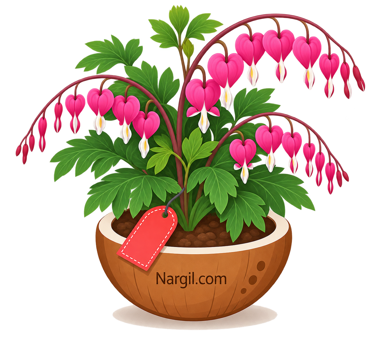Nargil_Lamprucapnos spectabilis